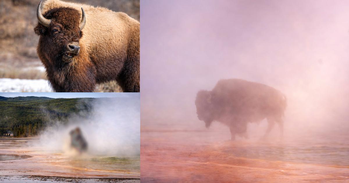 Bison Boiled to Death in Yellowstone Hot Spring as Tourists Watched