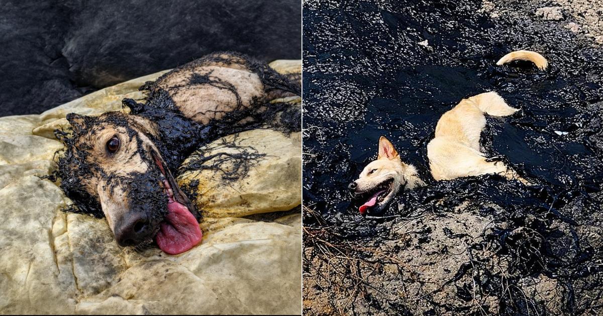 Dog Rescued After Being Trapped in Rubberized Asphalt in Thailand
