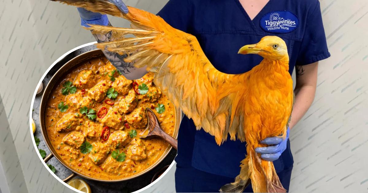 Wildlife Hospital Rescues "Exotic Orange Bird" That Was Just a Curry-Covered Seagull
